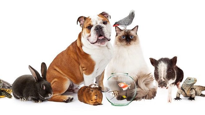 Animais em condomínio