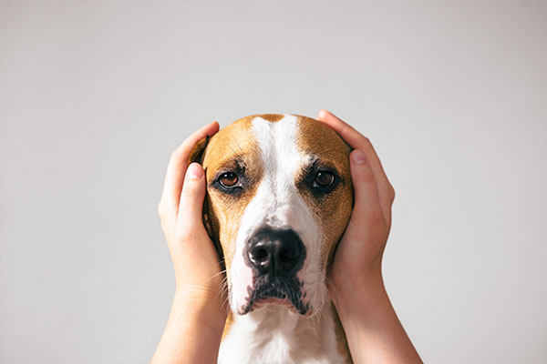 cuidados com animais em condomínio