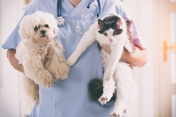 cuidados com animais em condomínio