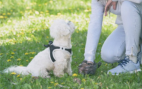 cuidados com animais em condomínio