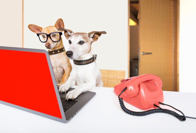 cuidados com animais em condomínio